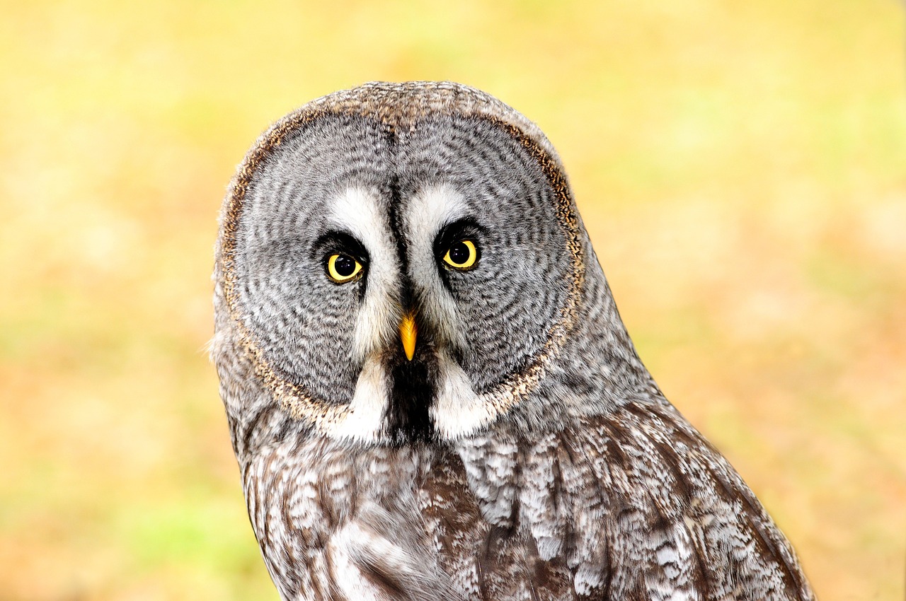 a close up of an owl looking at the camera, a portrait, outdoor photo, museum quality photo, very sharp and detailed photo, high definition photo