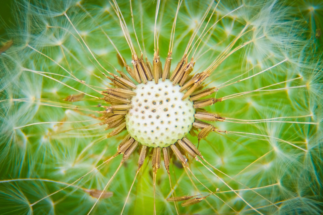 a close up of a dandelion on a green background, a macro photograph, precisionism, little planet, high details photo