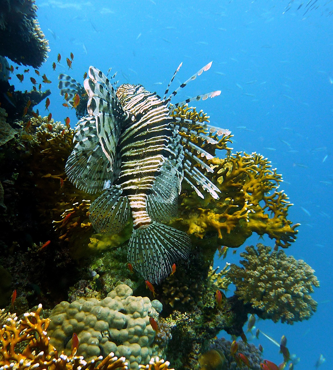 a close up of a fish on a coral reef, long flowing fins, aaaaaaaaaaaaaaaaaaaaaa, very beautiful photo, nature photo