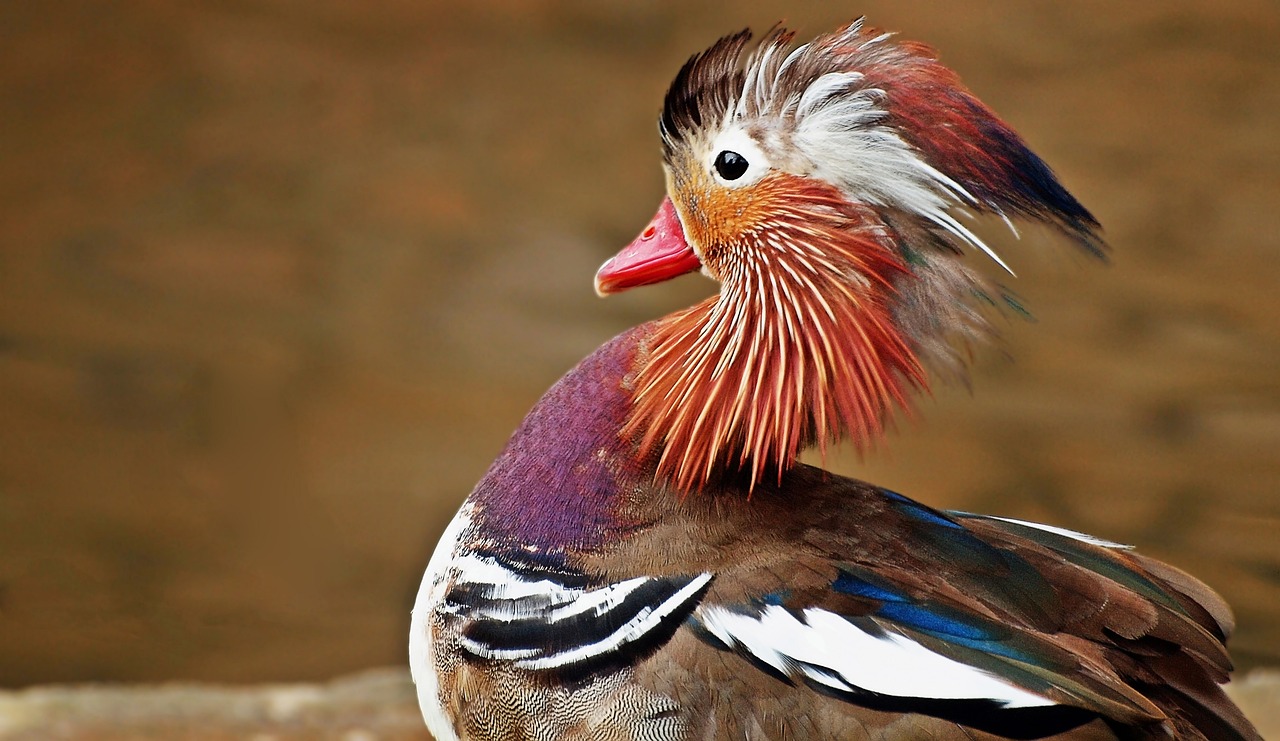 a close up of a bird with a red beak, a portrait, trending on pixabay, sōsaku hanga, armored duck, purple feathers, colorful bird with a long, full of colour w 1024