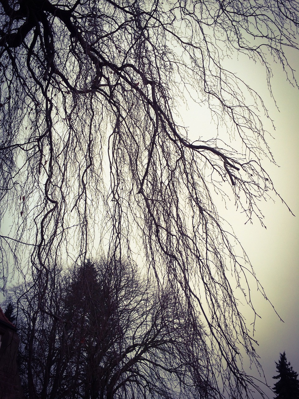 there is no image here to provide a caption for, a picture, by Jaakko Mattila, romanticism, intricate branches, weeping willows, phone photo, the sky is gray