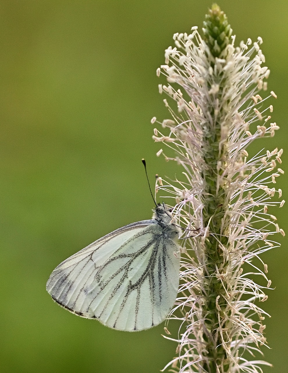 a close up of a butterfly on a plant, a macro photograph, by Martin Benka, pale greens and whites, chalk, a tall, celtic