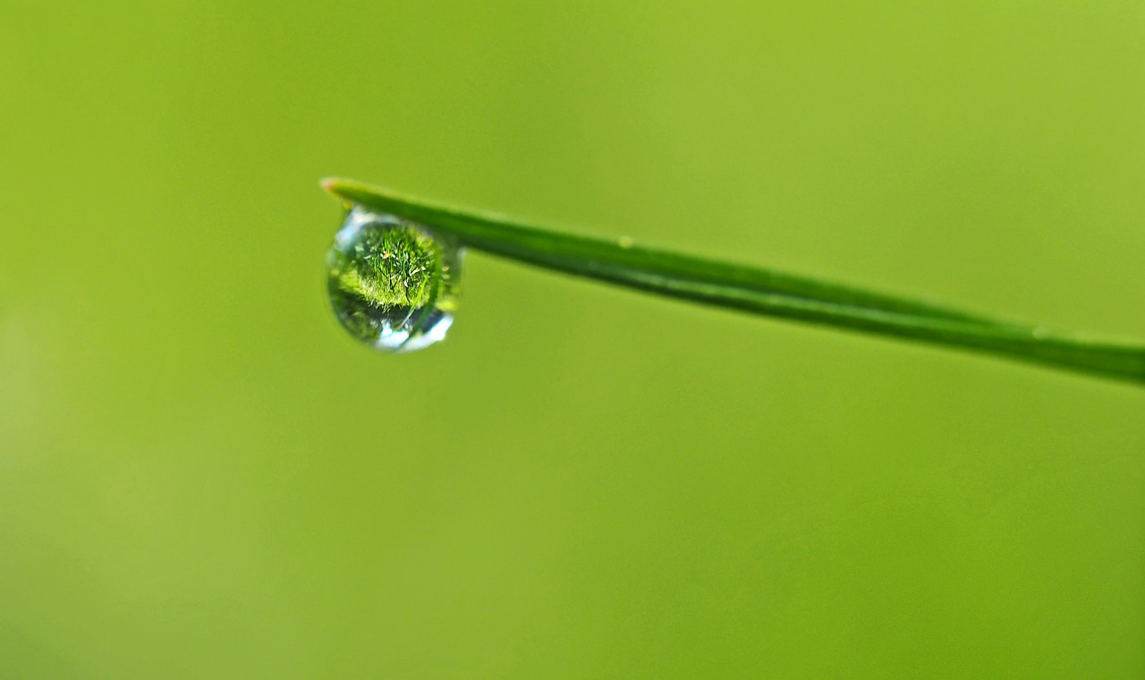 a drop of water sitting on top of a blade of grass, a macro photograph, by Jan Rustem, green world, small, high-detaild