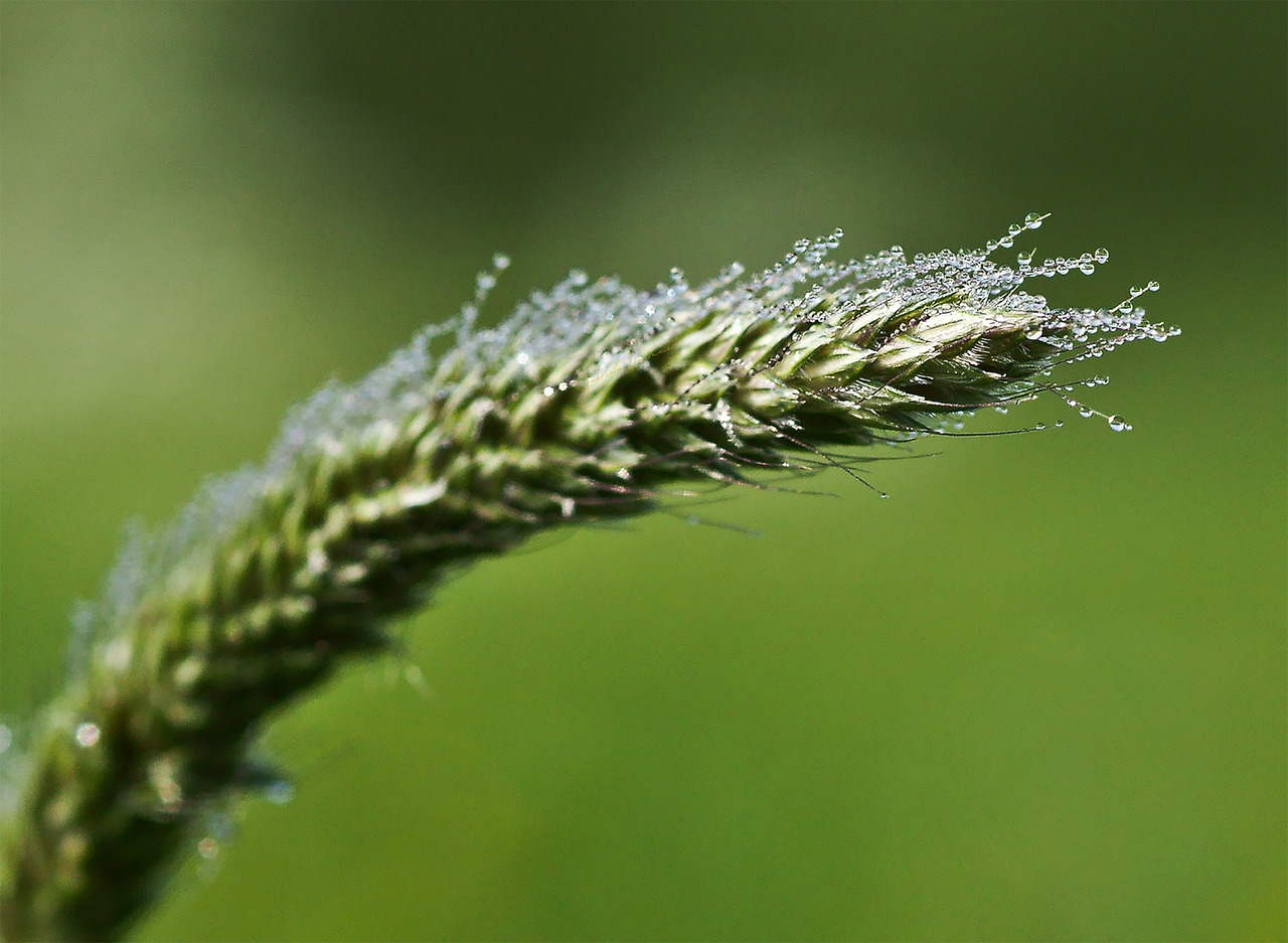 a close up of a plant with water droplets on it, a macro photograph, by Hans Schwarz, hurufiyya, blade of grass, very detailed curve, light green mist, many small details
