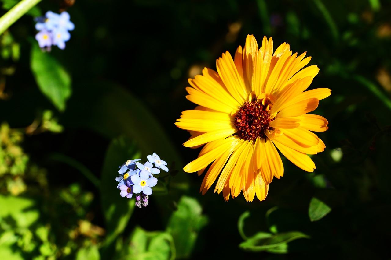 a close up of a yellow flower with blue flowers in the background, a picture, by Tom Carapic, daisy, verbena, strong sunlight, amber and blue color scheme