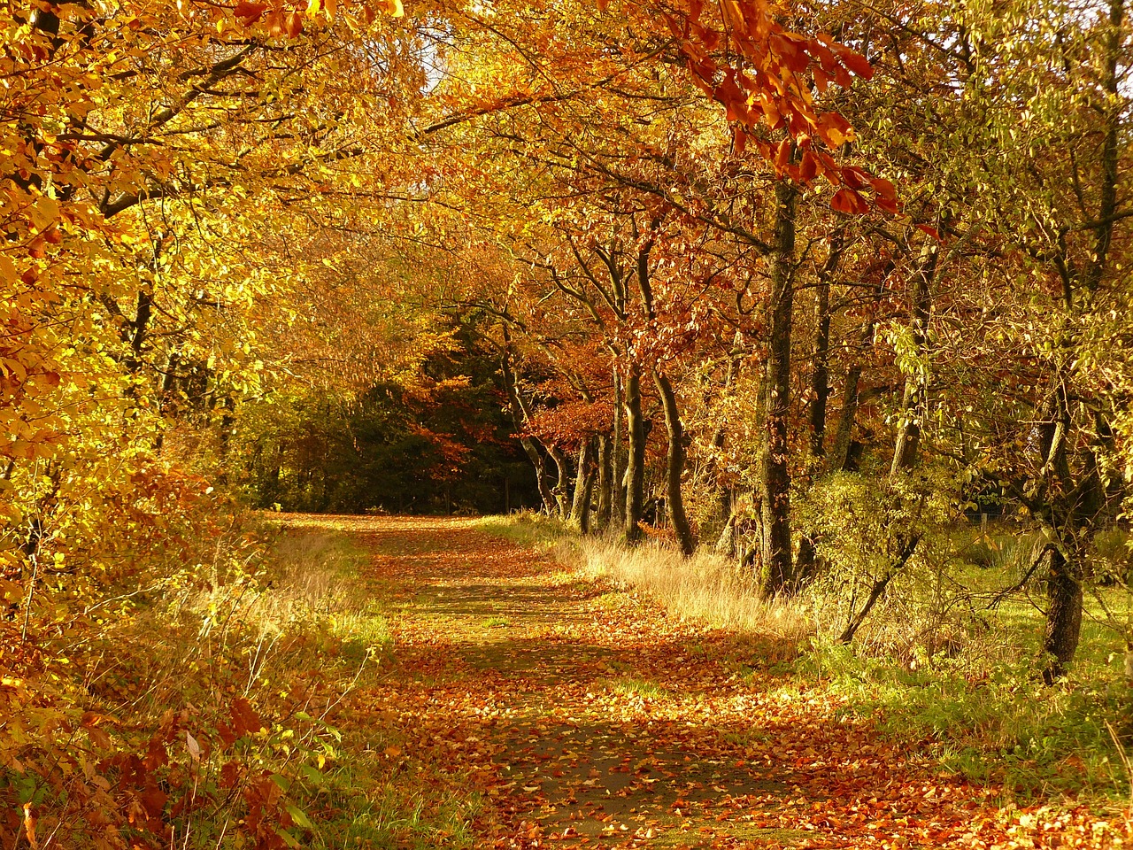 a forest filled with lots of trees and leaves, pixabay, fine art, forest plains of north yorkshire, warm colors--seed 1242253951, pathway, !! very coherent!!