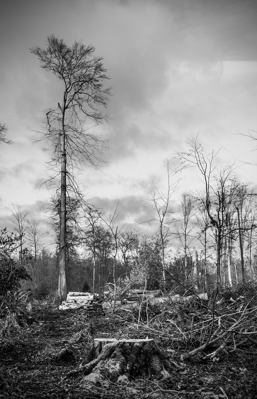 a black and white photo of a forest full of trees, a portrait, visual art, demolition, louisiana, against a stormy sky, taken with canon 5d mk4