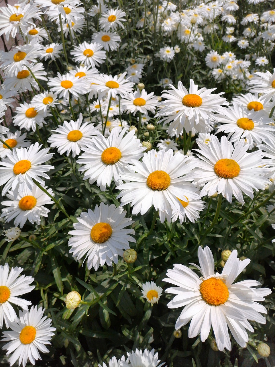 a field of white daisies with yellow centers, high quality product image”, up close picture, gardening, look at all that detail