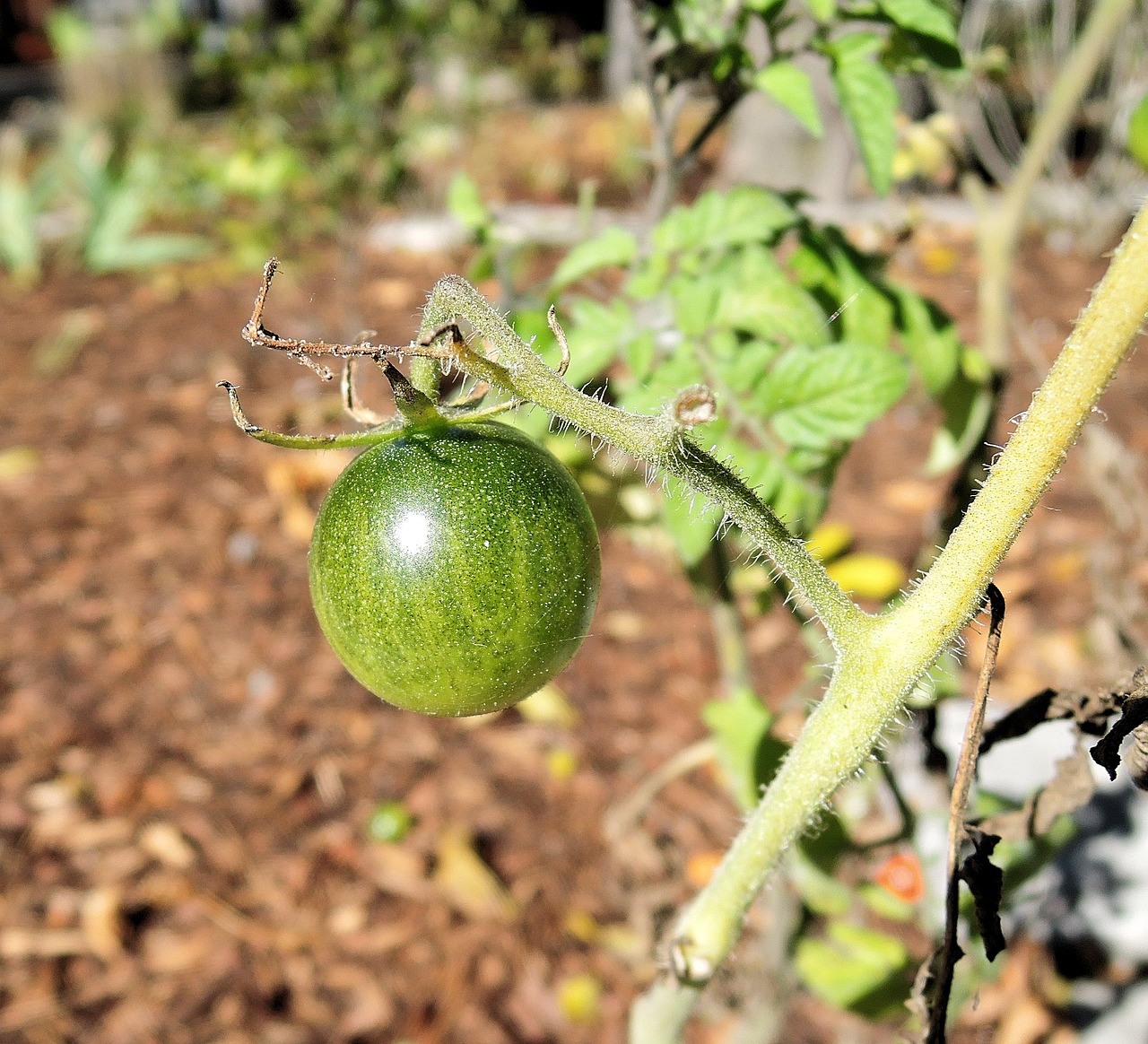 a close up of a green tomato on a plant, renaissance, dsrl photo, spherical, in the yard, watermelon