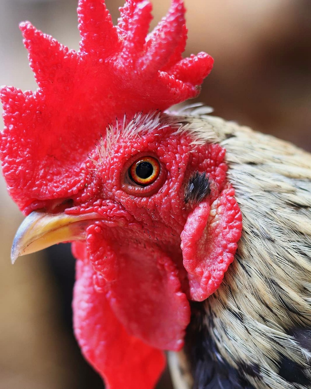 a close up of a rooster with a red comb, highley detailled face, photostock, 4 0 9 6