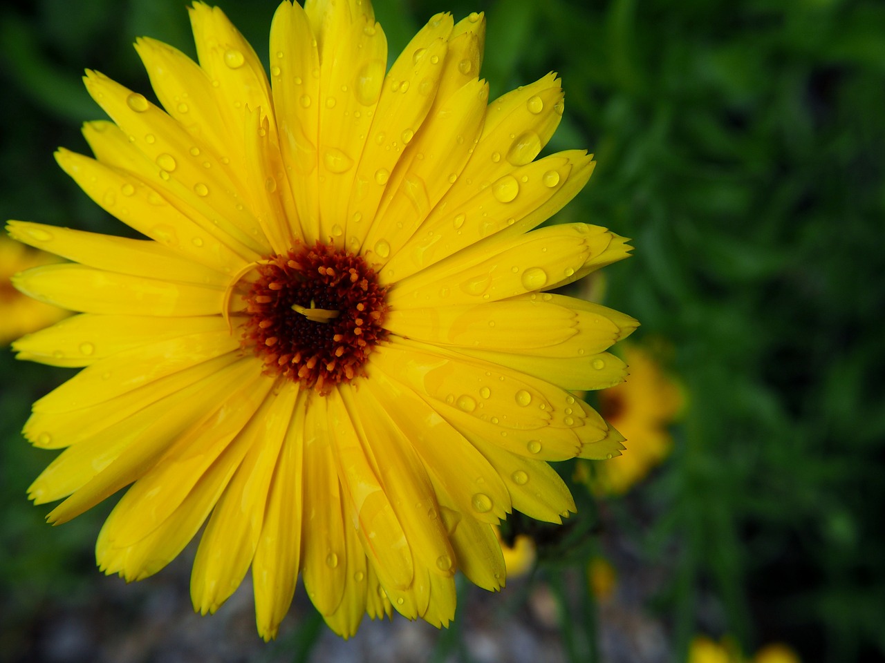 a yellow flower with water droplets on it, slight overcast weather, ari aster, photographed, yellows and reddish black