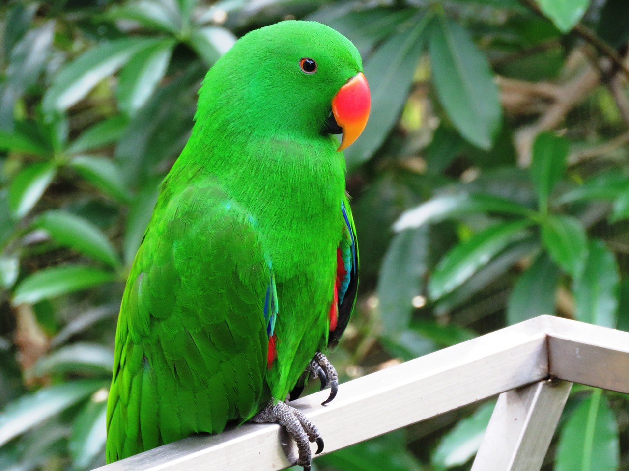 a green parrot sitting on top of a white rail, inspired by Charles Bird King, hurufiyya, bright green dark orange, lush paradise, photo shot, with a pointed chin