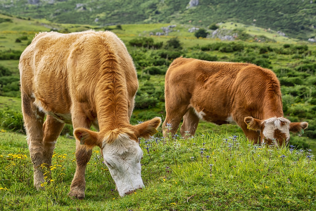 a couple of cows that are standing in the grass, a picture, by Alexander Bogen, shutterstock, fine art, closeup at the food, on the mountain, 1128x191 resolution, spanish