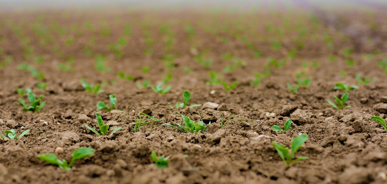 a field filled with lots of green plants, a picture, pexels, realistic dirt, thin dof, 1024x1024, mid closeup