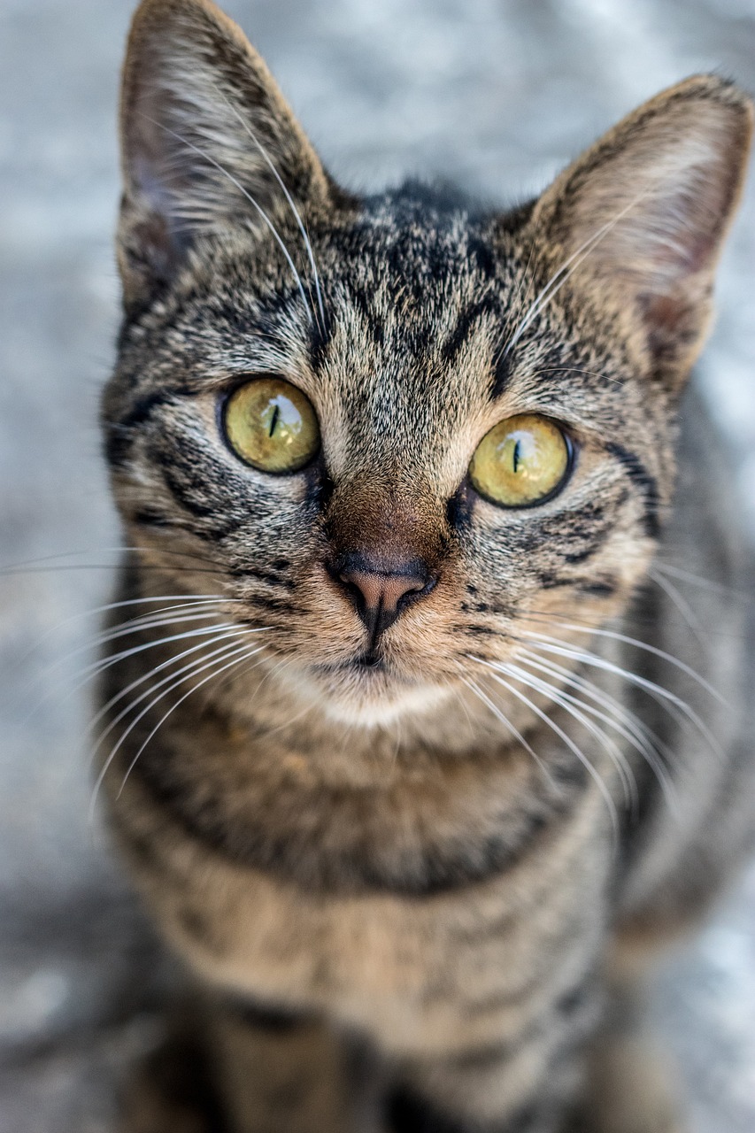 a close up of a cat looking at the camera, a portrait, by Terese Nielsen, shutterstock, very sharp focus, short brown hair and large eyes, hyper detailed photo, years old