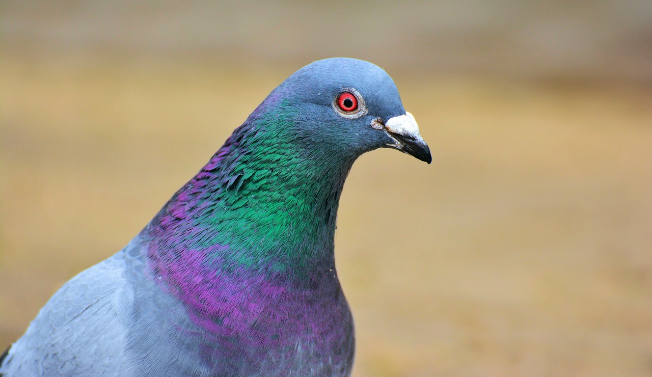 a close up of a pigeon on the ground, a portrait, by Jan Rustem, purple and blue and green colors, full head shot, smooth shank, glare face