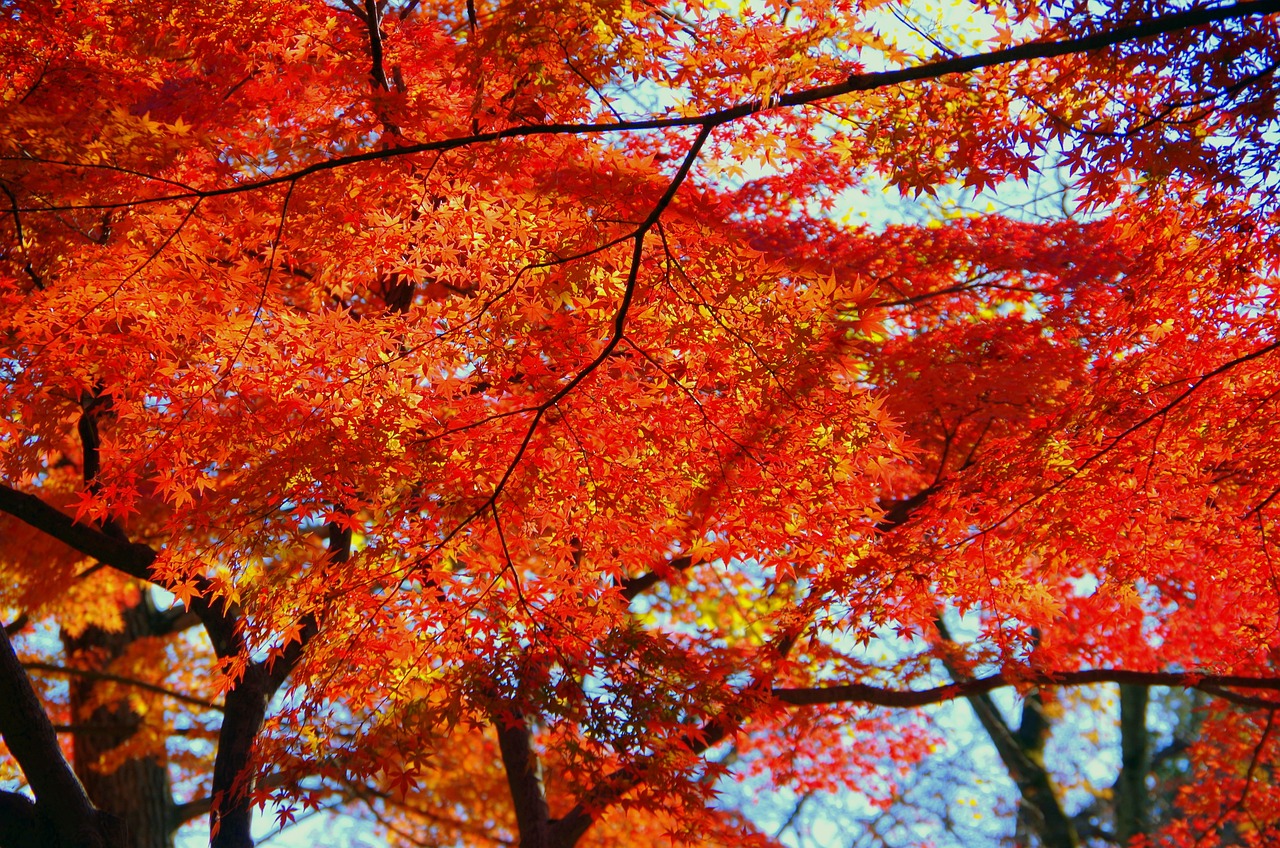 a group of trees that are next to each other, a photo, by Torii Kiyomasu II, details and vivid colors, rich bright sunny colors, seasons!! : 🌸 ☀ 🍂 ❄, fractal leaves