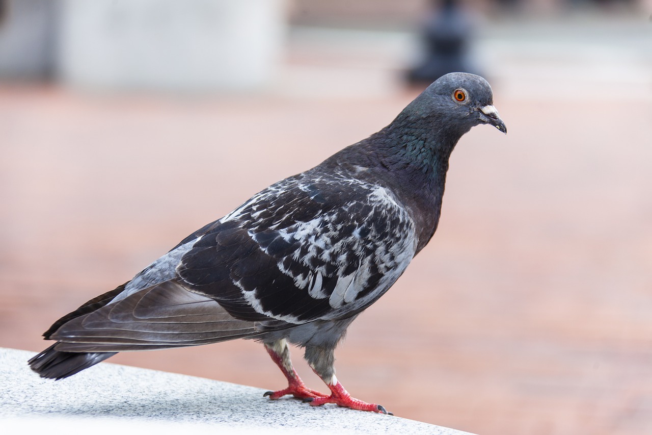 a close up of a pigeon on a ledge, a portrait, shutterstock, arabesque, on the sidewalk, mid shot photo