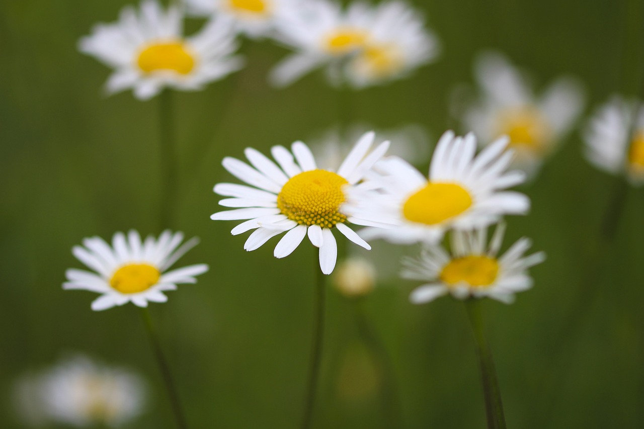 a group of white and yellow flowers in a field, by Dietmar Damerau, minimalism, ultra shallow depth of field, funny, cut, many small details