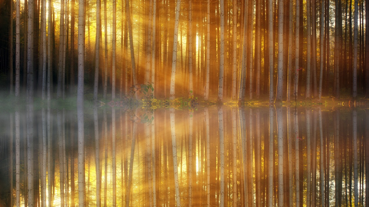 a large body of water surrounded by trees, a picture, by Jacob Esselens, pixabay contest winner, romanticism, glowing golden aura, symmetry!!!, fir forest, ethereal abstract