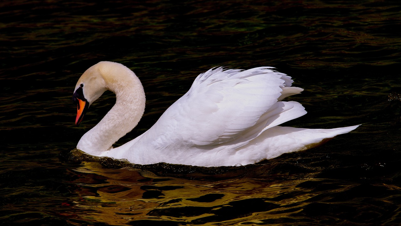 a white swan floating on top of a body of water, a photo, inspired by Robert Bateman, hd wallpaper, liquid gold, curved body, right side profile