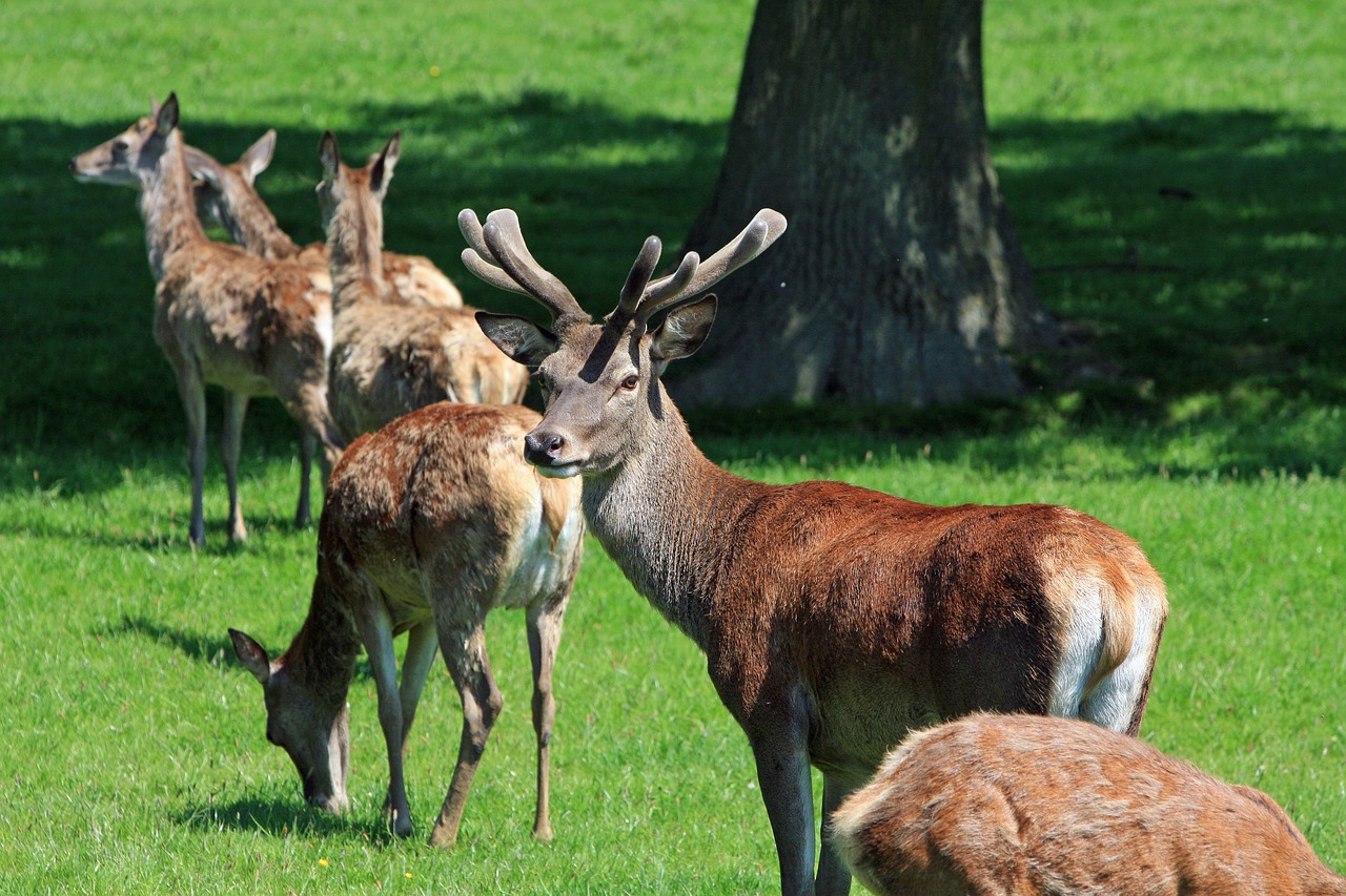 a herd of deer standing on top of a lush green field, a picture, by Edward Corbett, pixabay, horns under his cheek, parks and gardens, esher, high def