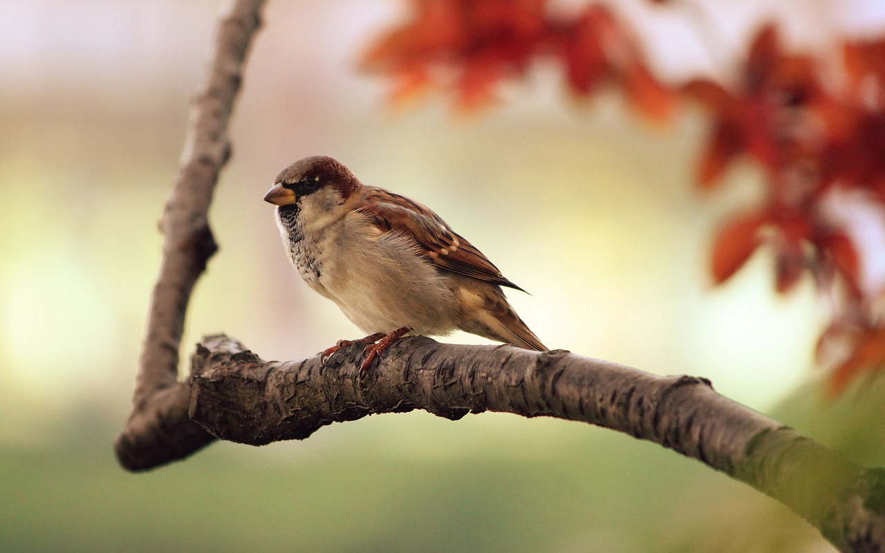 a small bird sitting on top of a tree branch, a picture, pexels, arabesque, brown haired, mobile wallpaper, 6 4 0, autumn