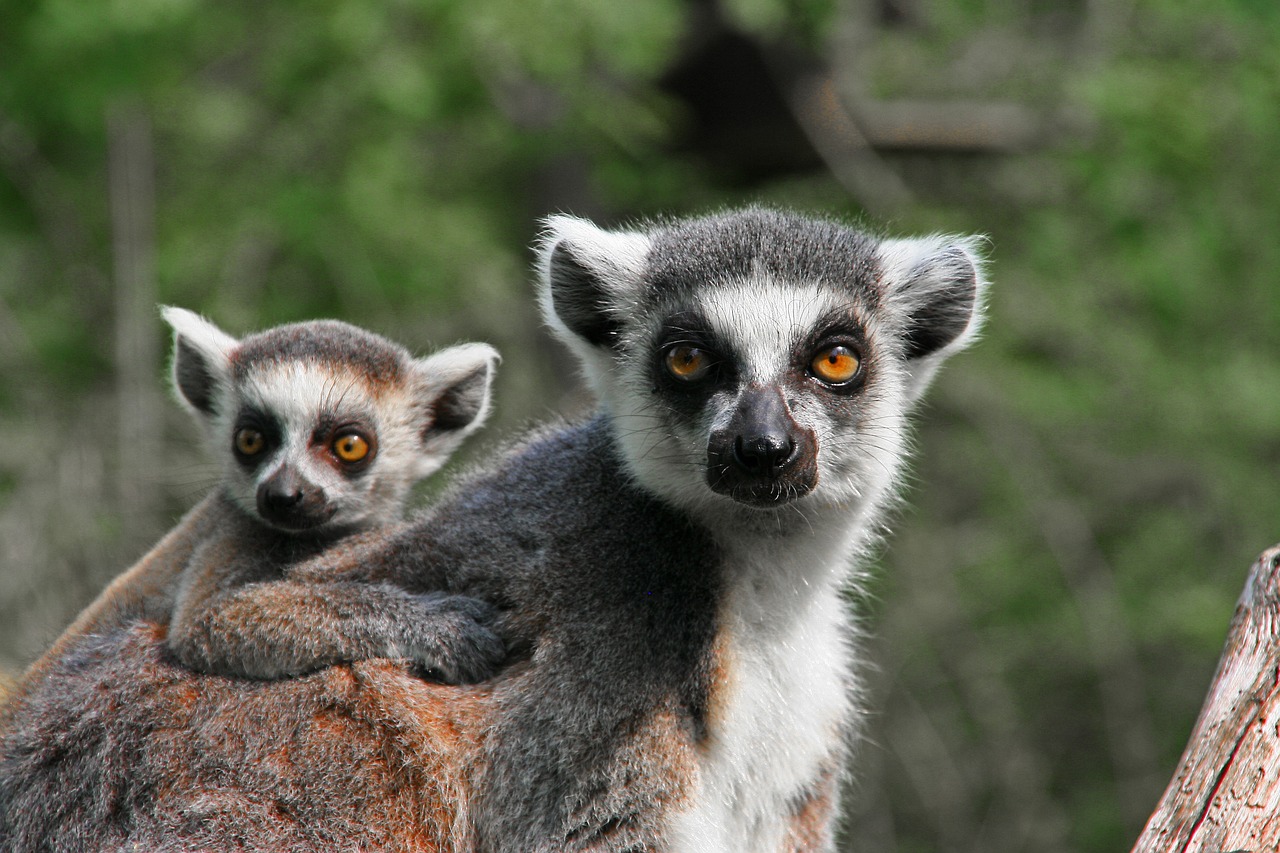 a couple of lemurs sitting next to each other, flickr, dada, avatar image, sfw, mom, amazonian