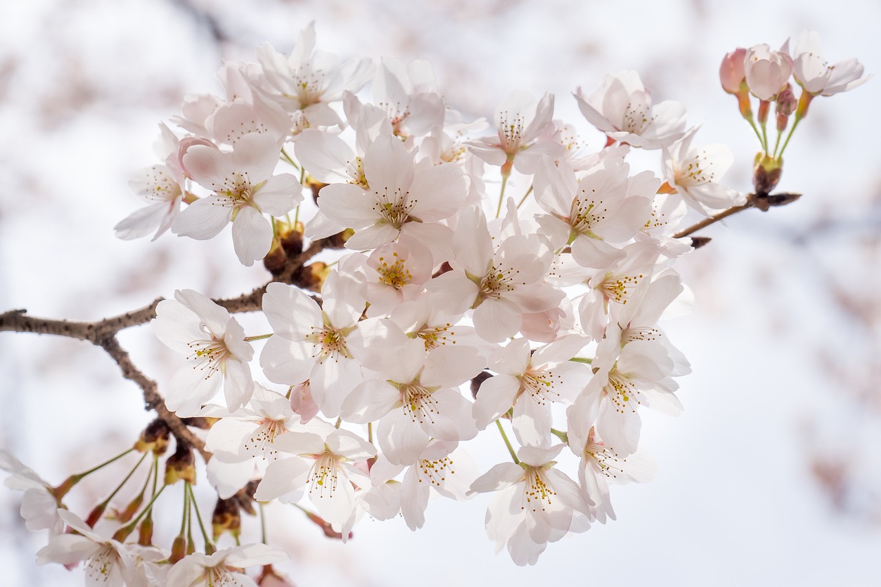 a close up of a bunch of flowers on a tree, a picture, by Shiba Kōkan, shutterstock, pure white, sakura flower, view from bottom to top, stock photo