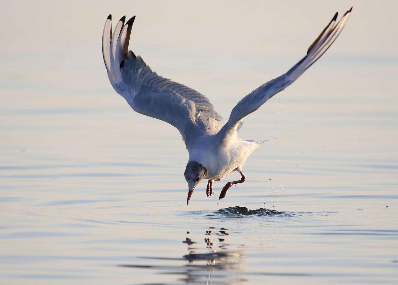 a bird that is standing in the water, a picture, by Juergen von Huendeberg, shutterstock, arabesque, flying rituals, dinner is served, low angle photo, pale head