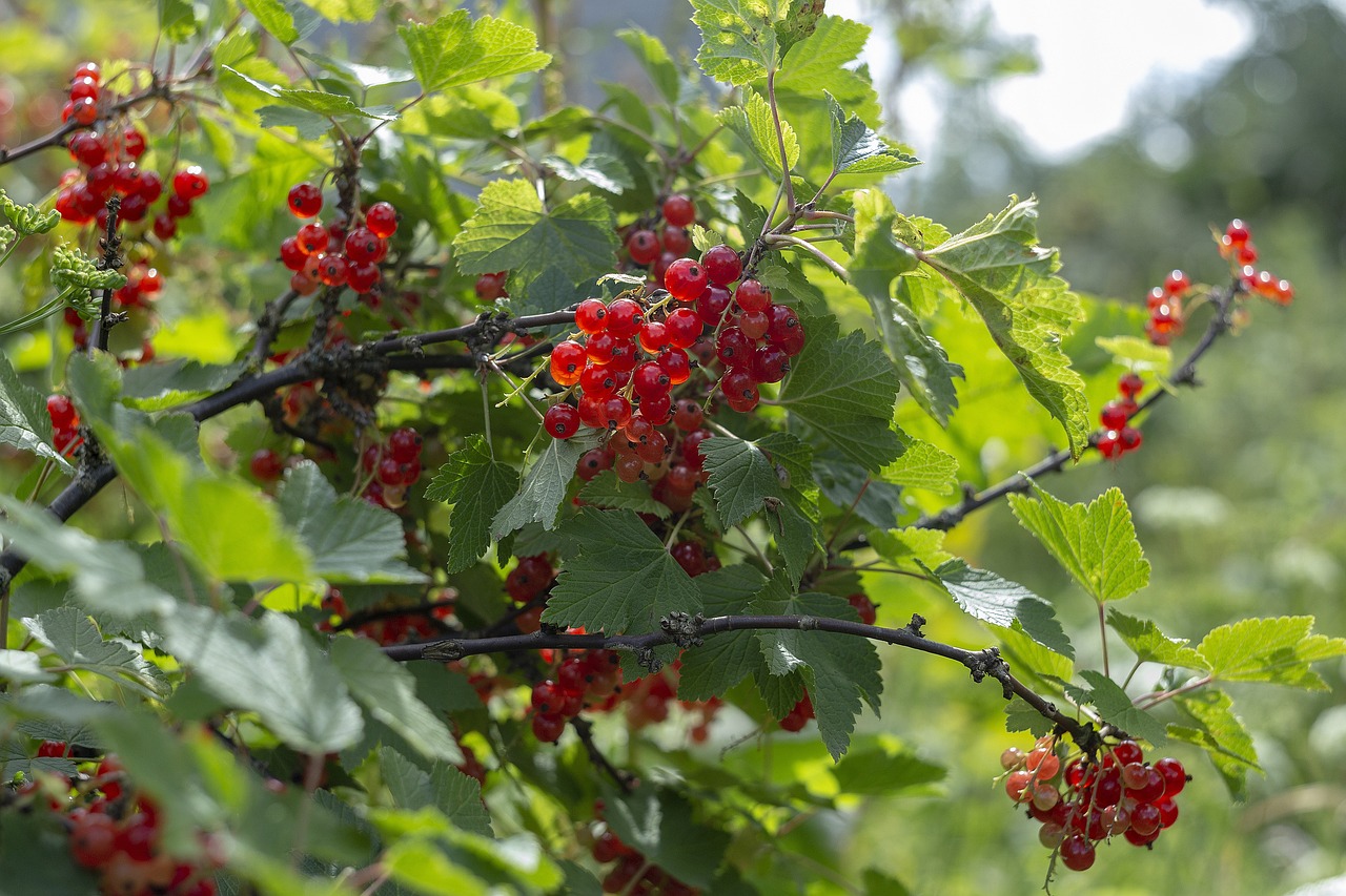 a close up of a bunch of berries on a tree, by Karl Völker, high quality product image”, 🕹️ 😎 🔫 🤖 🚬, green and red plants, birch