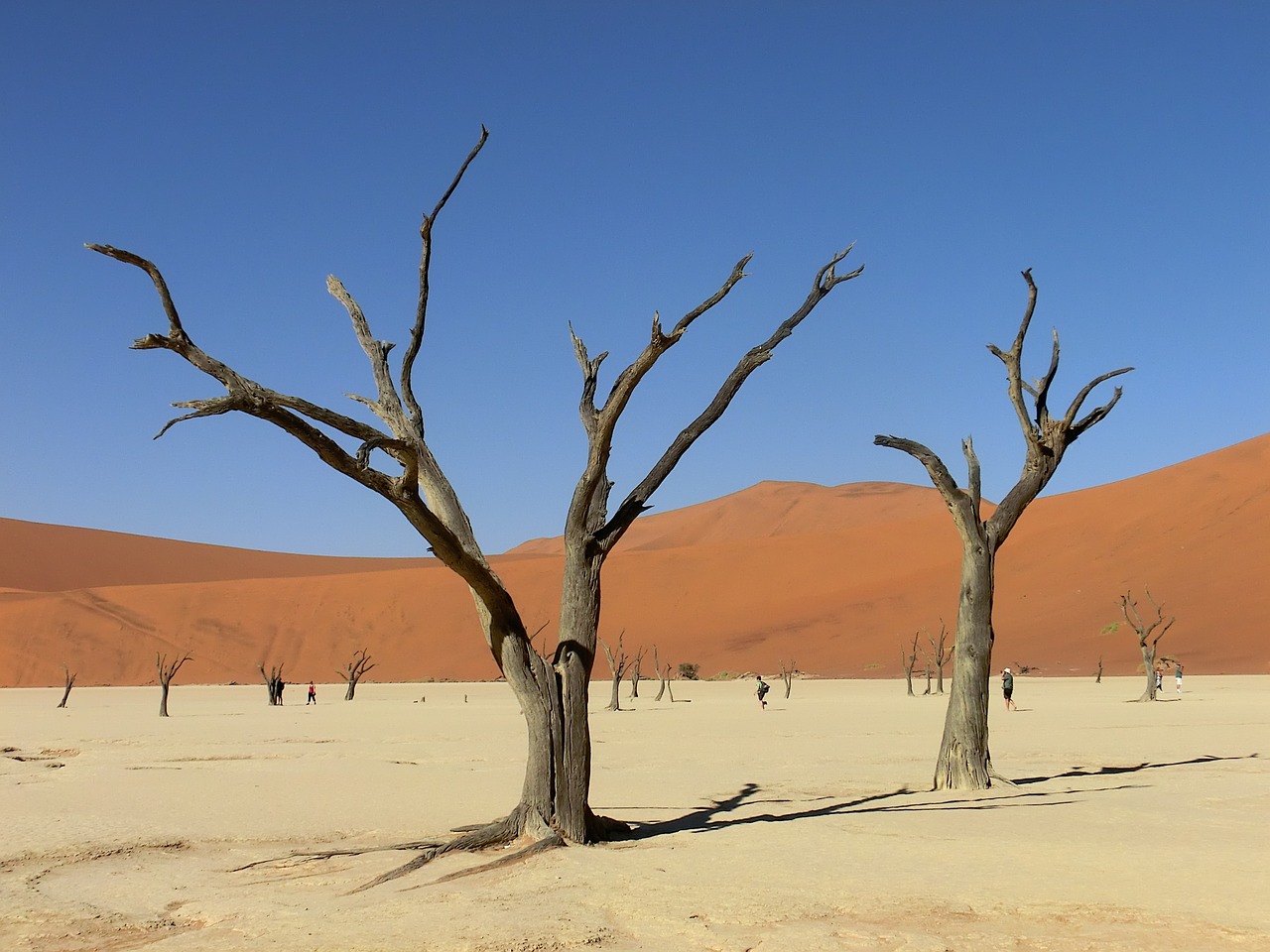 a group of dead trees sitting in the middle of a desert, a photo, by Dietmar Damerau, trending on pixabay, tourists in background, overhanging branches, istock, on display