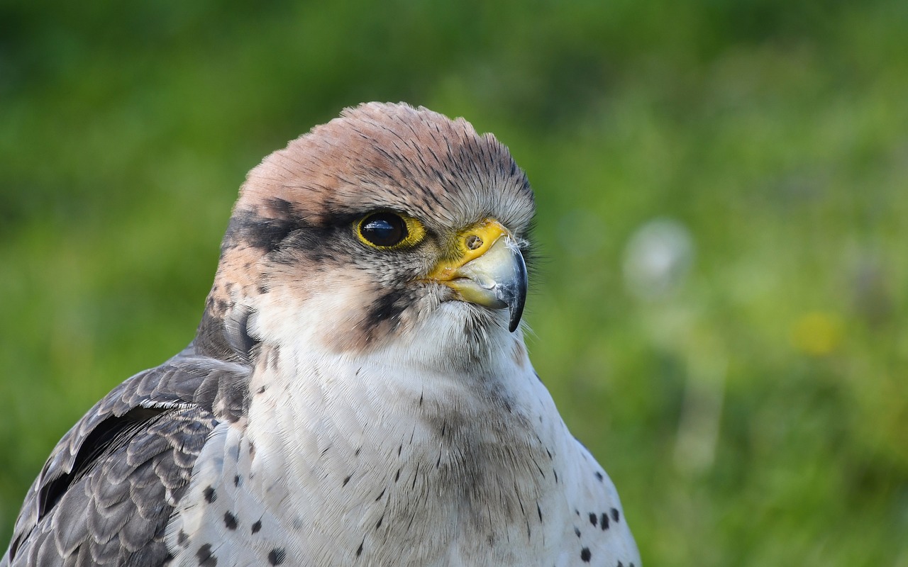 a close up of a bird of prey, a portrait, shutterstock, hurufiyya, white with black spots, outdoor photo, very sharp photo, portait photo