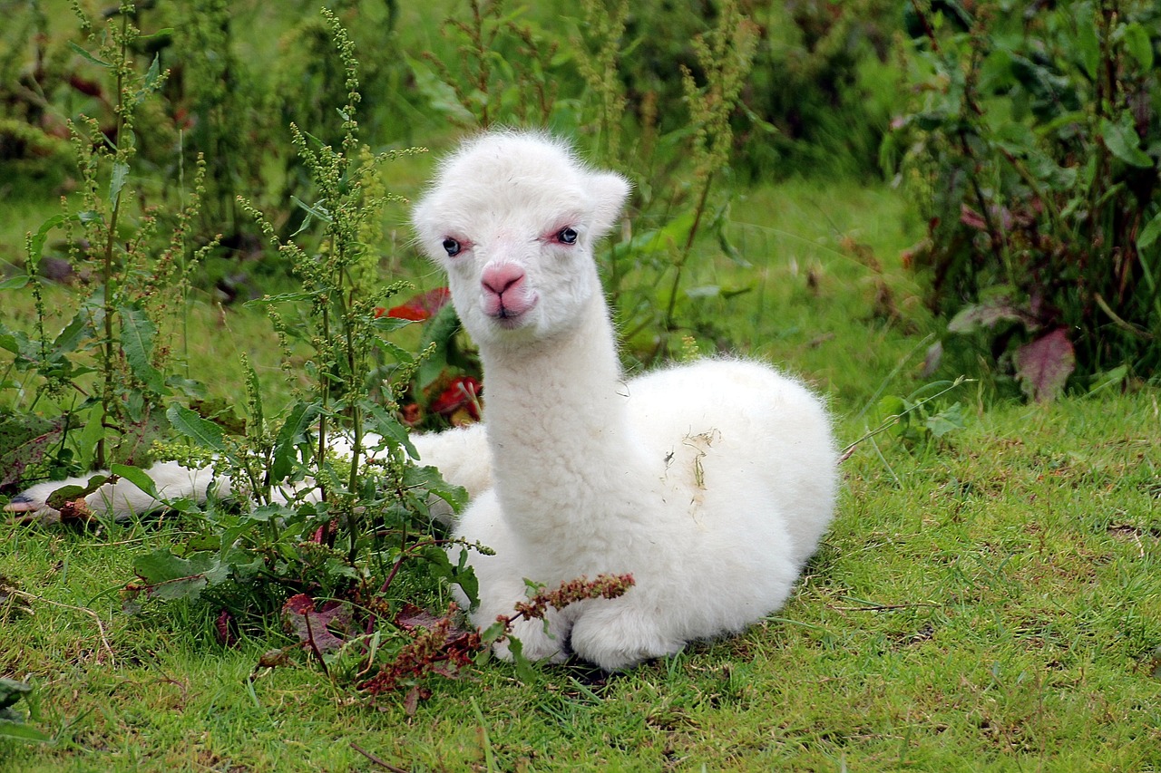 a white llama sitting on top of a lush green field, a picture, flickr, romanticism, quechua!!, just a cute little thing, young and cute, 3 4 5 3 1