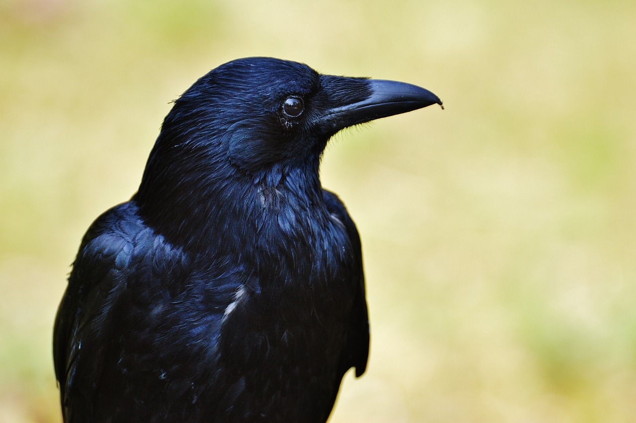 a black bird sitting on top of a wooden post, a portrait, inspired by Gonzalo Endara Crow, pixabay, hurufiyya, close - up profile face, dark blue, shoulder-length black hair, side view close up of a gaunt