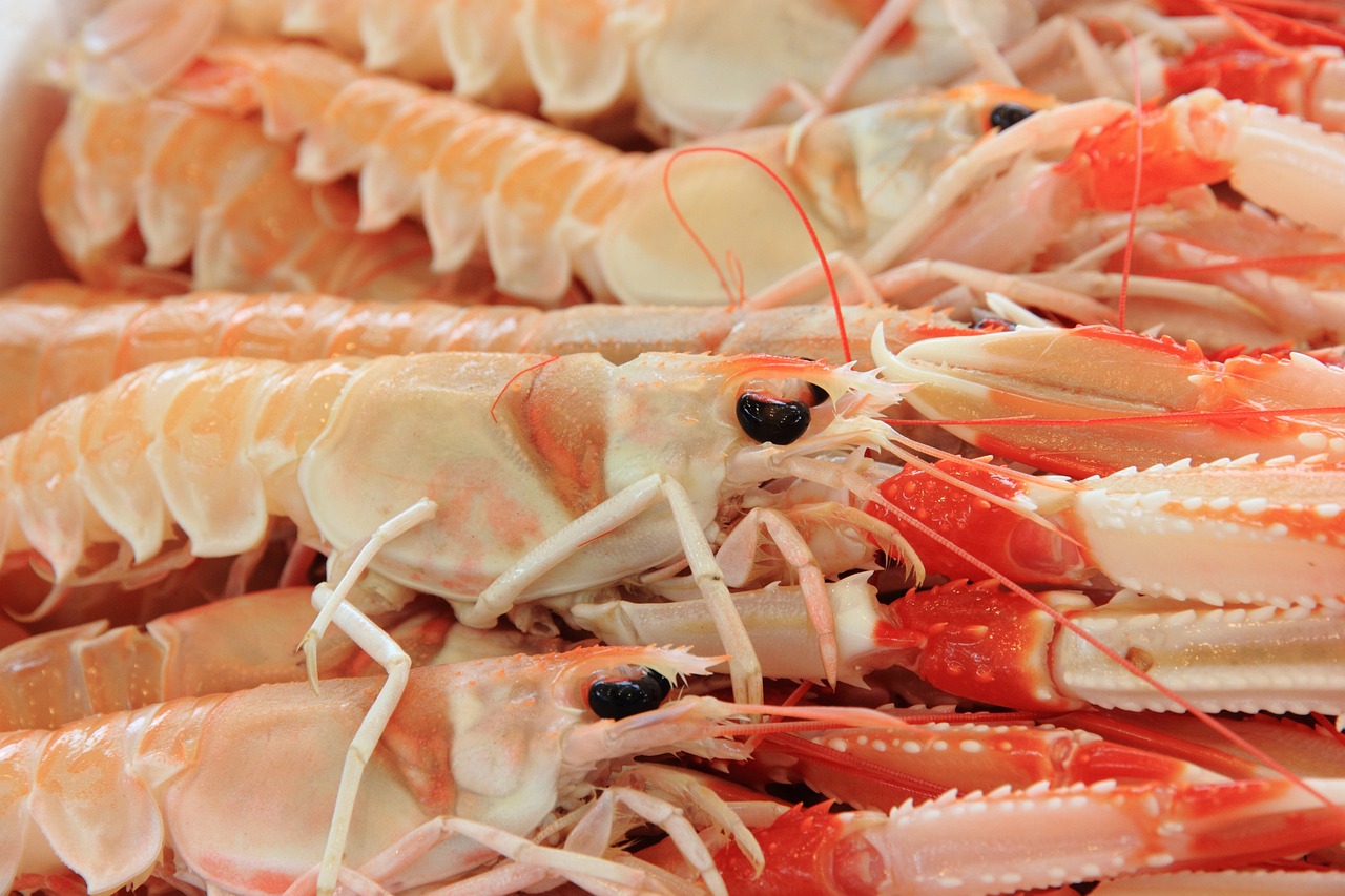 a close up of a bunch of shrimp on a plate, shutterstock, figuration libre, intense albino, rays, harbor, stock photo