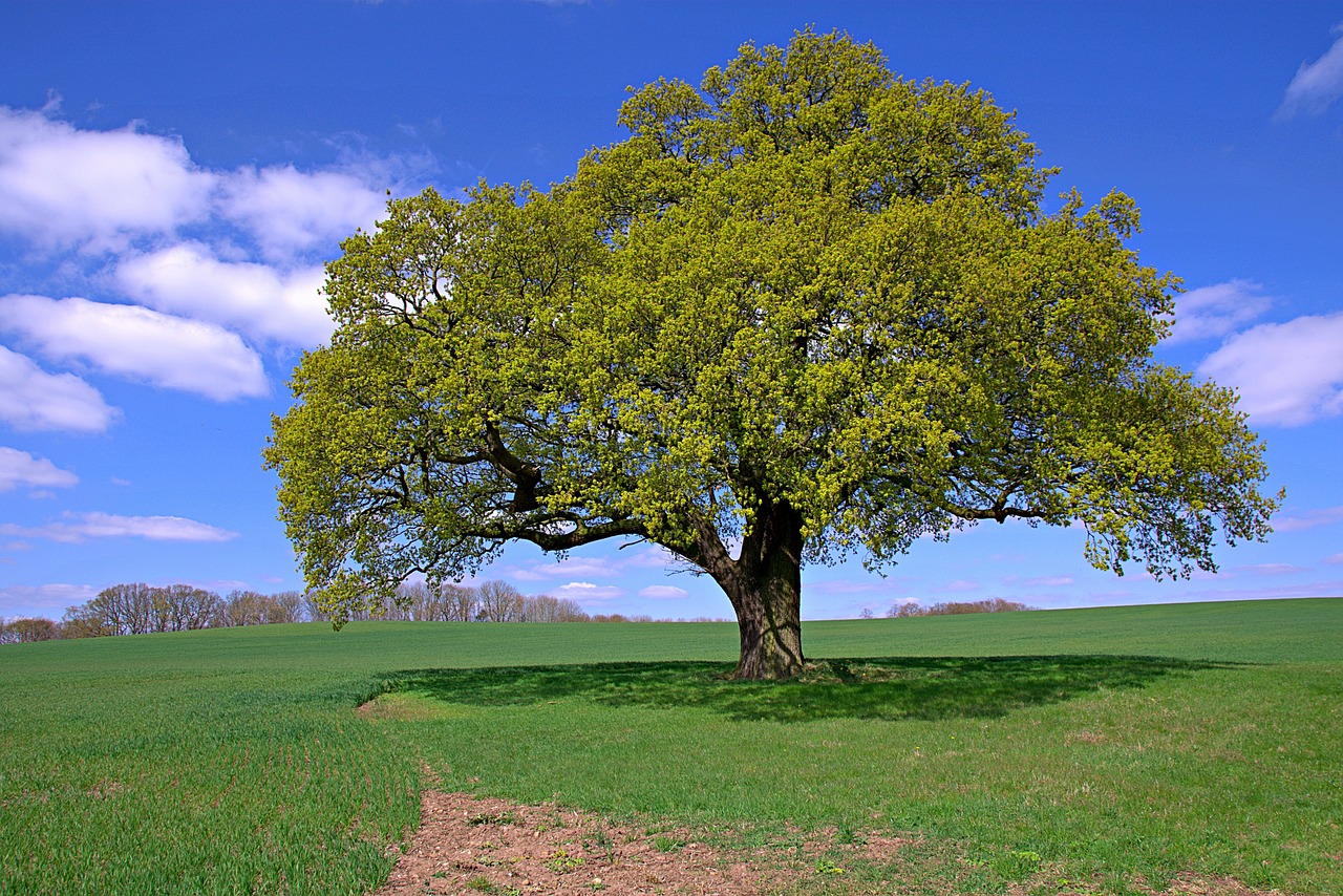 a large tree sitting on top of a lush green field, by Juergen von Huendeberg, pixabay, renaissance, early spring, huge ficus macrophylla, some yellow green and blue, laying under a tree on a farm