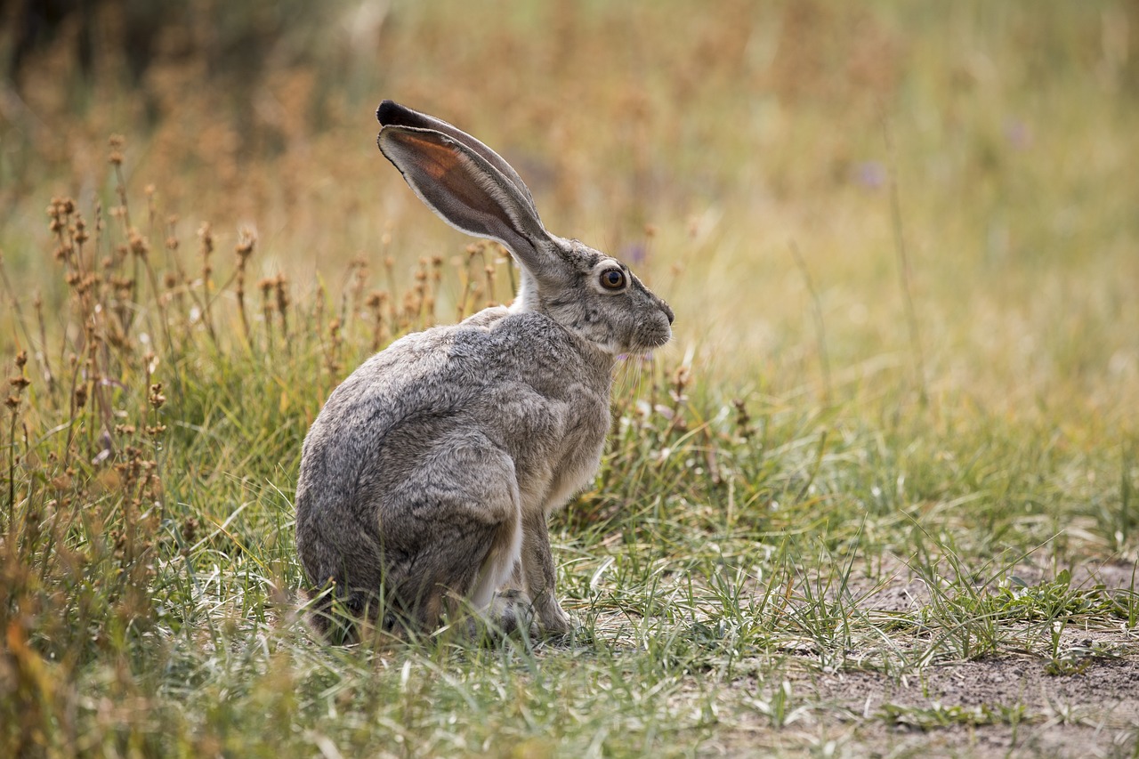 a rabbit that is sitting in the grass, by Dietmar Damerau, shutterstock, an afghan male type, large antennae, very very well detailed image, very sharp photo