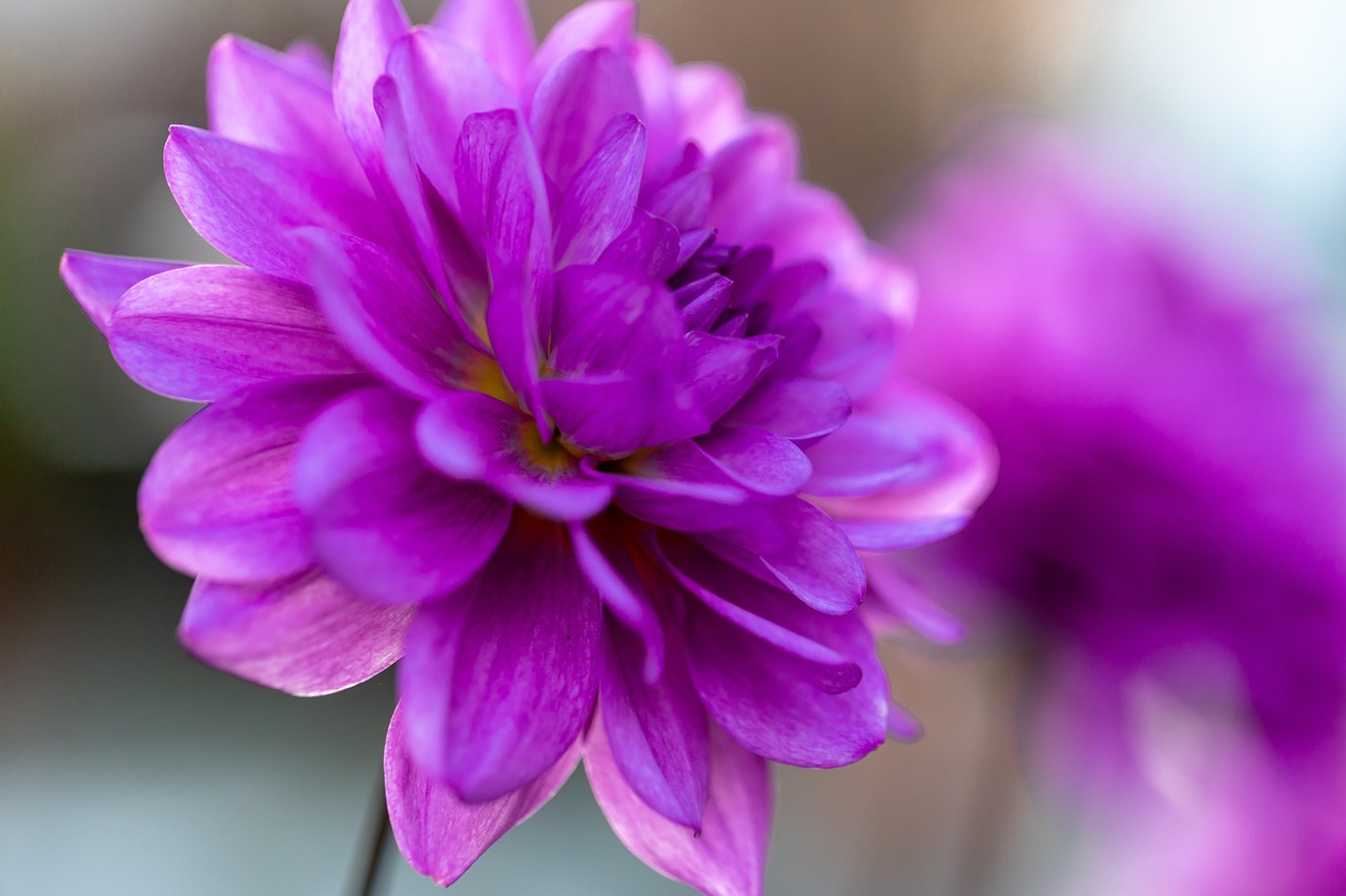 a close up of a purple flower in a vase, a macro photograph, dahlias, shallow depth or field, profile close-up view, closeup photo