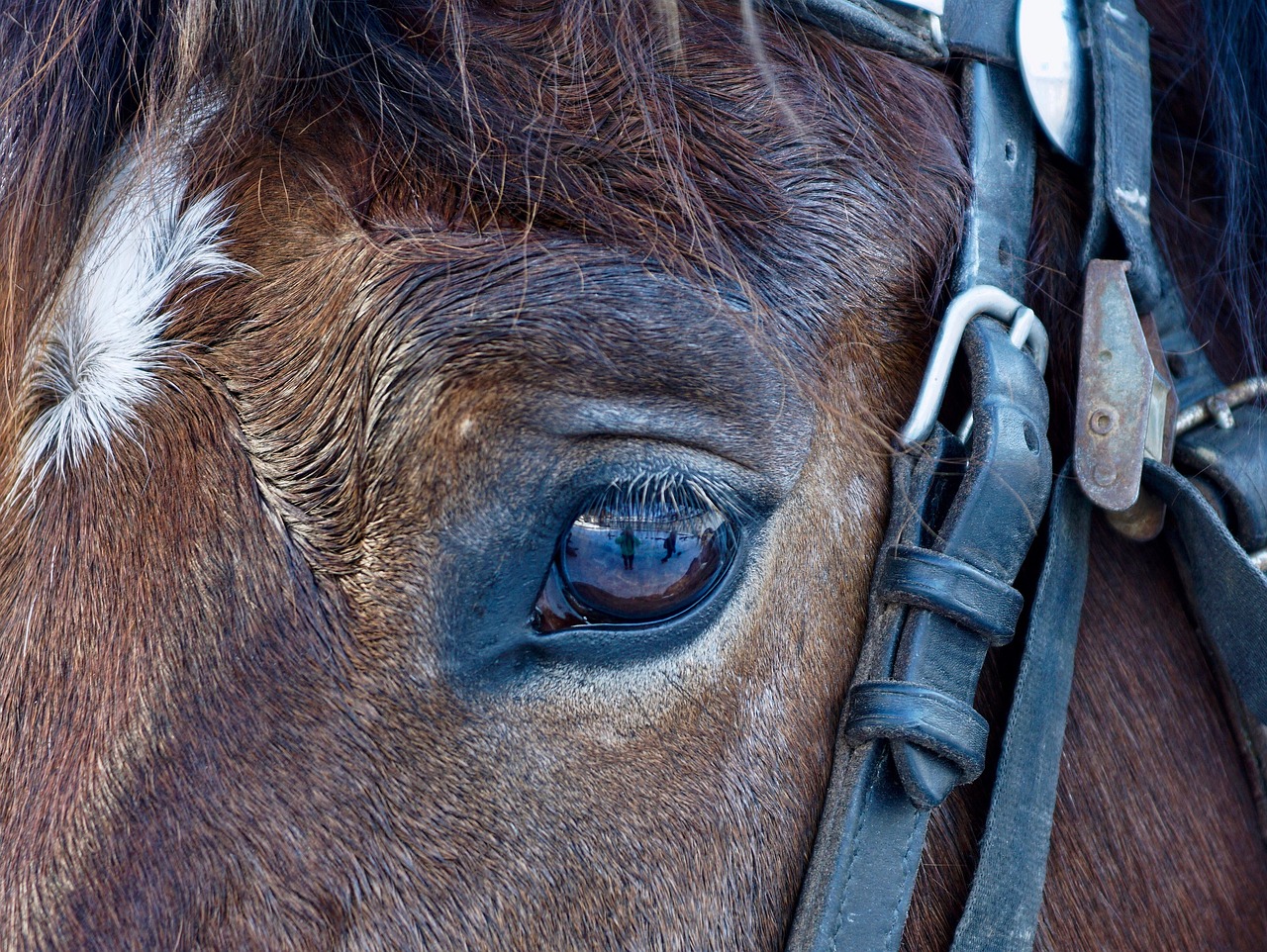 a close up of a horse's eye and bridle, a portrait, by Jan Rustem, pixabay, photorealism, color and contrast corrected, photorealism. trending on flickr, heavy - lidded eyes, oversized_hindquarters
