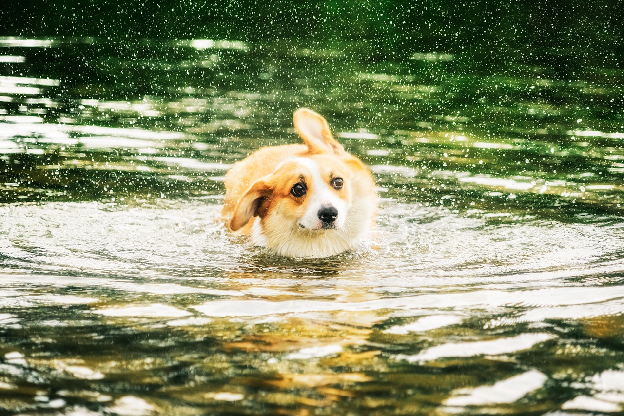 a dog that is swimming in some water, a portrait, by Bernardino Mei, shutterstock, corgi cosmonaut, it's running between a storm, shanghai, city park