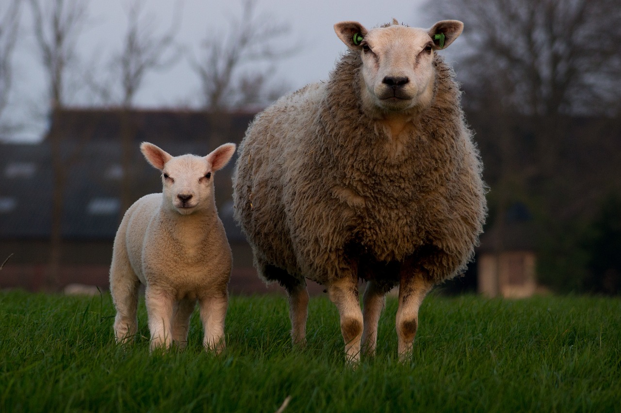 a couple of sheep standing on top of a lush green field, by Jan Tengnagel, flickr, maternal, aged 2 5, portrait of a big, loish van baarle