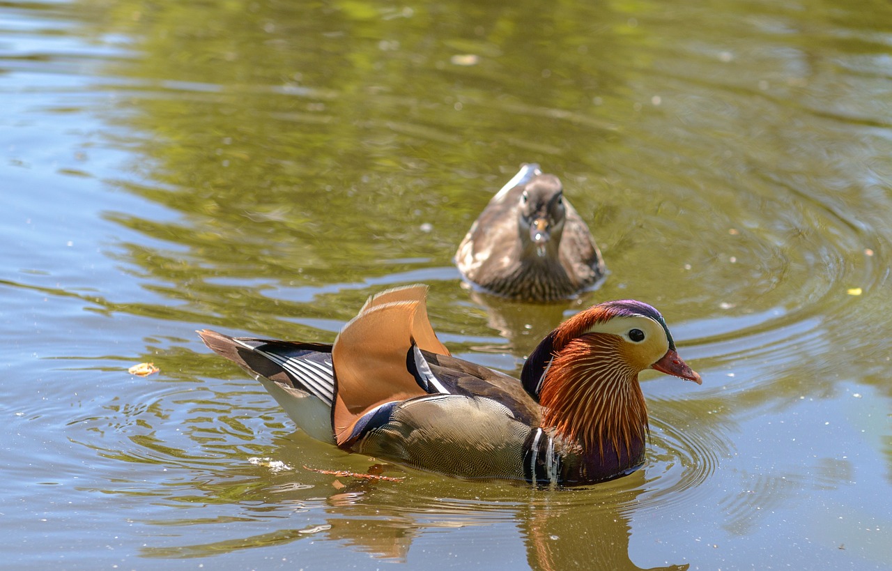 a couple of ducks floating on top of a body of water, a portrait, by Jan Rustem, shutterstock, richly colored, armored duck, having fun in the sun, 7 0 mm photo