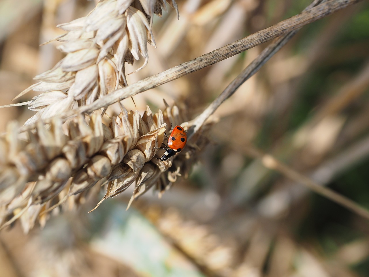 a ladybug sitting on top of a stalk of wheat, bad photo, the goddess of autumn harvest, reportage photo
