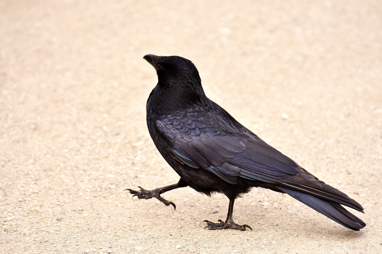 a black bird is standing on the ground, renaissance, very sharp photo