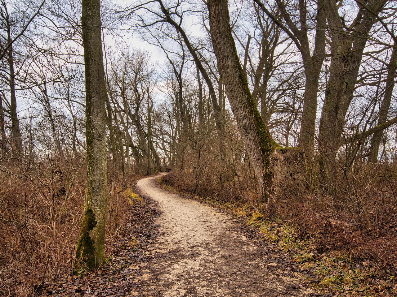 a dirt path in the middle of a wooded area, a photo, by Jacob Kainen, february), curves!!, iso 1 0 0 wide view, skydsgaard