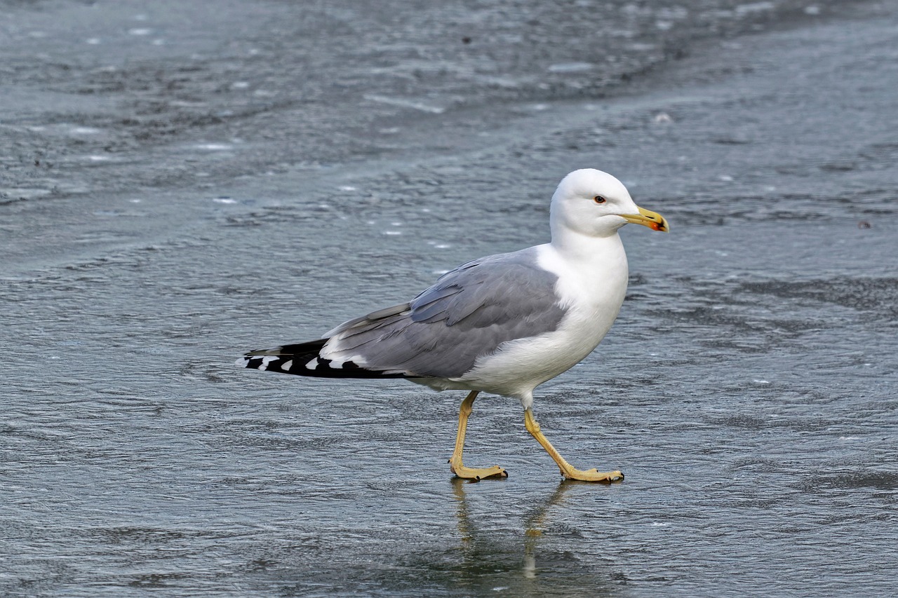a seagull walking on a wet beach, a portrait, by David Budd, trending on pixabay, arabesque, in an icy river, on the sidewalk, trimmed with a white stripe, entrapped in ice