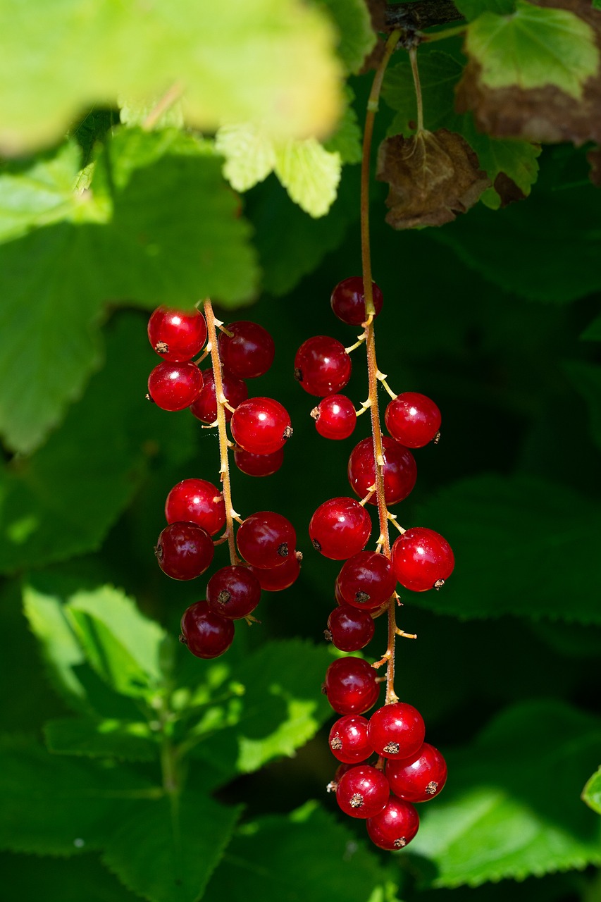 a bunch of red berries hanging from a tree, by Dietmar Damerau, shutterstock, closeup portrait shot, botanical photo, 17th-century, no gradients