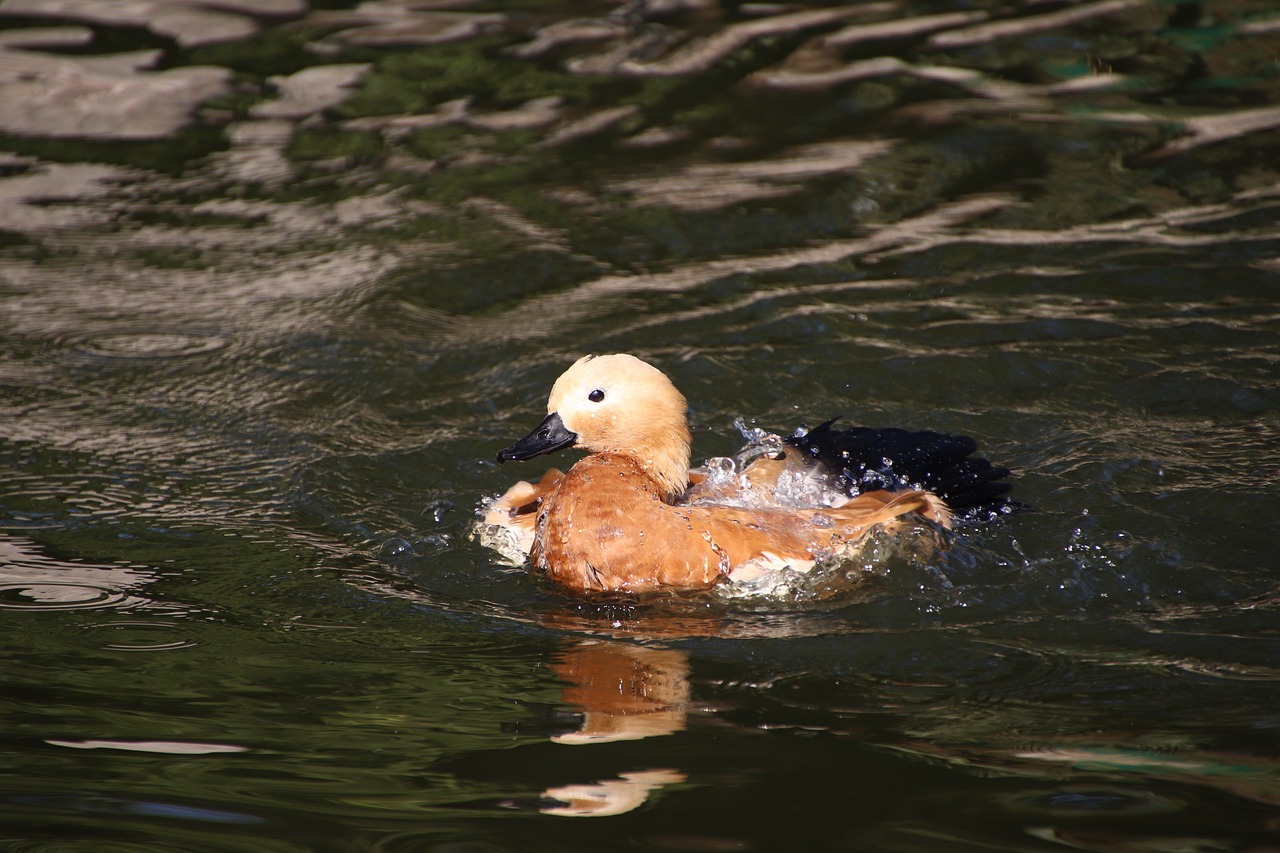 a duck that is swimming in some water, hurufiyya, hi-res photo, high res photo