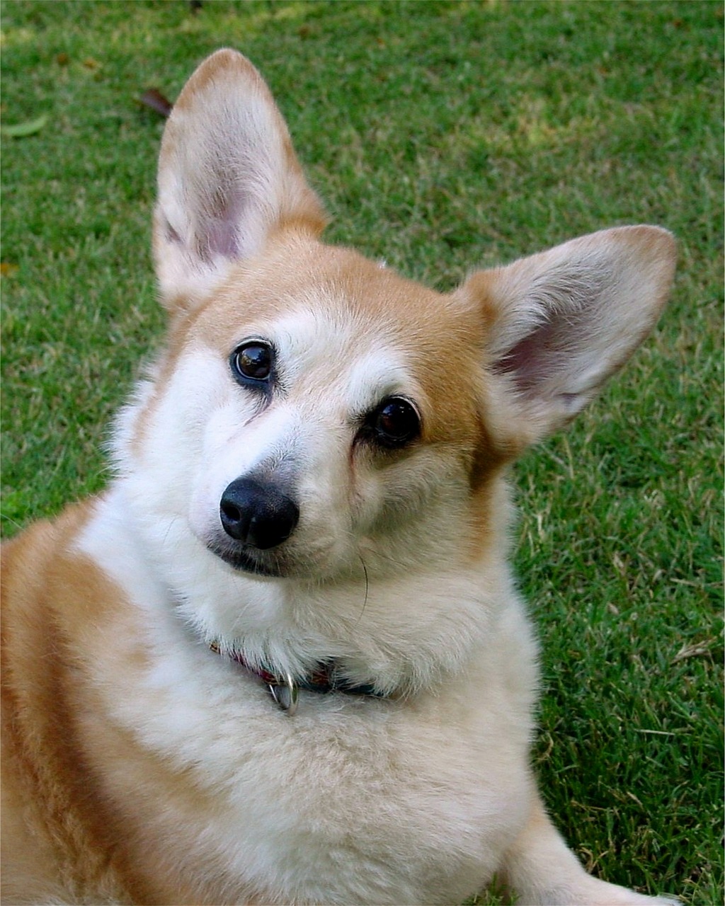 a brown and white dog laying on top of a lush green field, a portrait, by Nancy Spero, flickr, corgi with [ angelic wings ]!!, headshot of young female furry, 4yr old, wikimedia